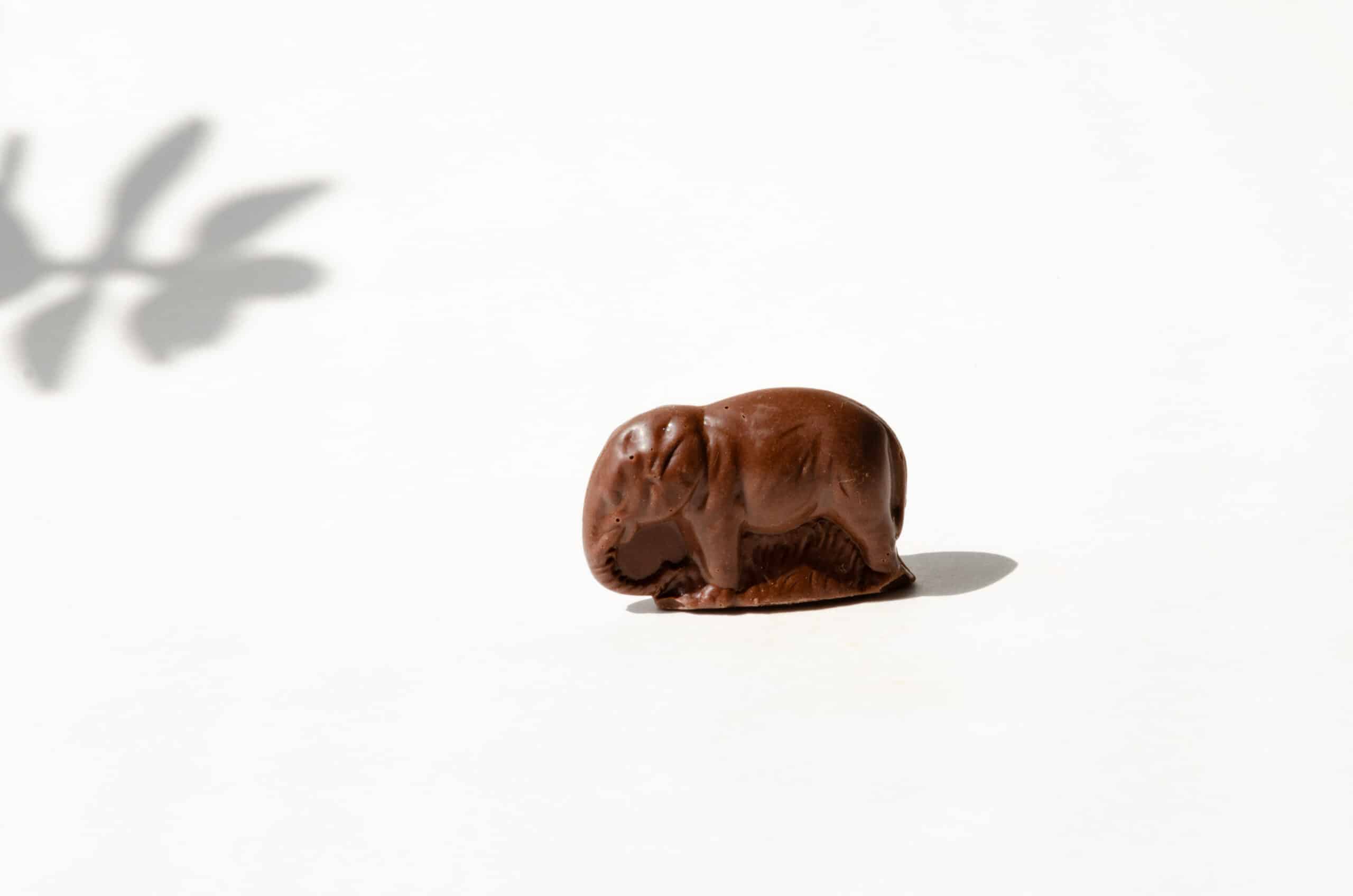 Elephant – lait